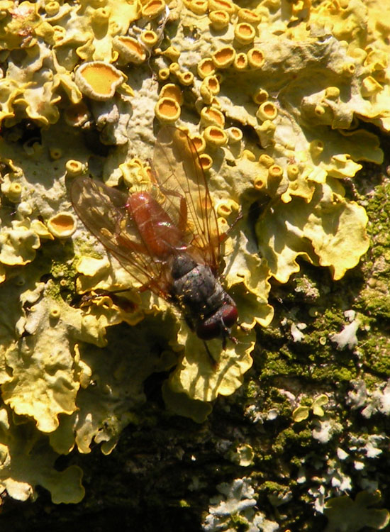 Tachinidae Phasiinae ?